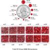 imageBeadsland 8300PCS Flatback Rhinestones AB Crystal Rhinestone Round Crystal Rhinestones for Crafts Mixed 10 Sizes with Wax Pencil and Tweezer Kit SS3SS30 Crystal ABLight Siam